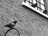 pigeons