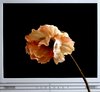 virtual (?) flower