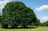 oak tree in summer