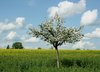 apple  tree