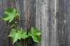 wine leaves