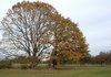oak tree in autumn