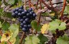 wine grapes