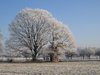winter oak