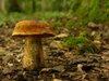 Crazy mushroom