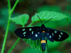 Black butterfly
