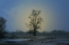 Old tree