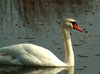 Swan