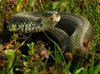 Snake (Natrix natrix)