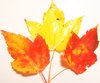 3 Leaves