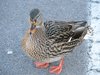 Duck