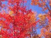 Fall Colors 2