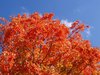 Fall colors 1