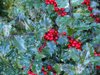 Holly Berries