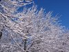 snow covered tree