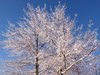 snow covered tree