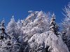 winter wonderland 2