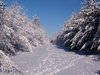 Snowy lane