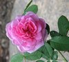 Wild Rose