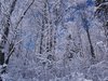 snow covered trees 1