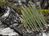 Forrest detail
