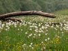 Green field