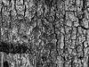 Background element