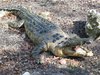 Aligator