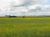 canola fields
