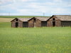 canola fields