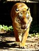 Big Cat Series 3