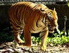 Big Cat Series 4