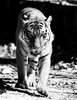 Big Cat Series 5