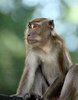 Monkey Faces 3