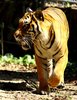 Big Cat Series 2