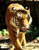 Big Cat Series 6