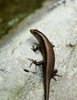 Brown Lizard