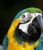 Colourful Bird 1