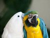 Colourful Bird 3