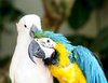 Colourful Bird 5