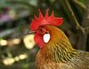 Rooster 1