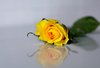 Roses 3