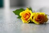 Roses 1