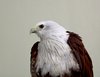 Regal Eagle 1