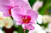 Orchid Season 2