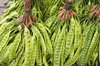 Stink Beans (Petai)