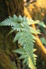 Just A Fern