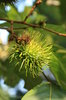 Green Rambutans 2