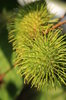 Green Rambutans 4