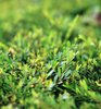 Green Grass  1